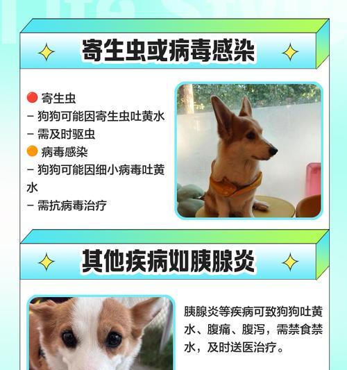 狗吐黄水应该吃什么药?(肠胃问题可能引起狗吐黄水,但需要咨询兽医确认) 狗吐黄水应该吃什么药?(肠胃问题可能引起狗吐黄水,但需要咨询兽医确认)