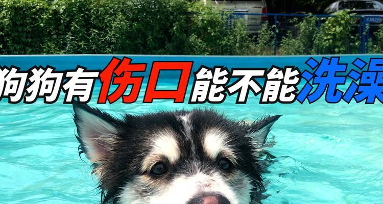 小狗伤口处理与洗澡的正确时间（小狗伤口恢复需要注意的时间和方式）