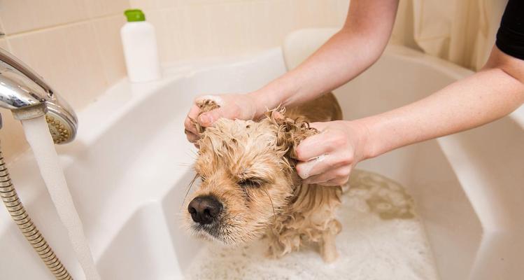 小狗伤口处理与洗澡的正确时间（小狗伤口恢复需要注意的时间和方式）