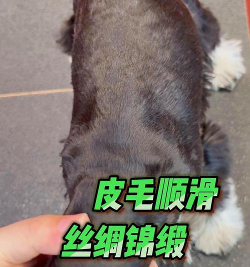 饲养雪纳瑞的要点与注意事项(雪纳瑞饲养必备知识与经验分享) 饲养雪纳瑞的要点与注意事项(雪纳瑞饲养必备知识与经验分享)