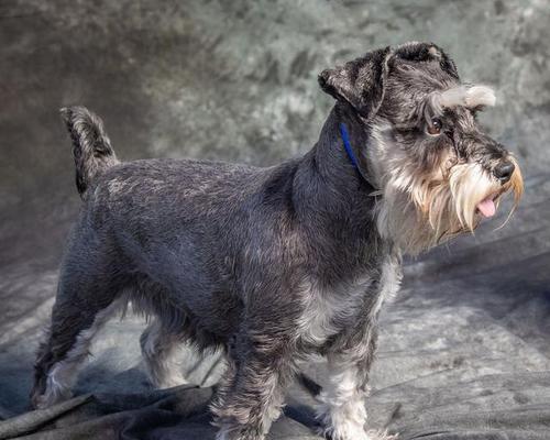 饲养雪纳瑞的要点与注意事项(雪纳瑞饲养必备知识与经验分享) 饲养雪纳瑞的要点与注意事项(雪纳瑞饲养必备知识与经验分享)