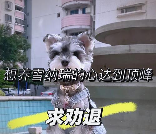 饲养雪纳瑞的要点与注意事项(雪纳瑞饲养必备知识与经验分享) 饲养雪纳瑞的要点与注意事项(雪纳瑞饲养必备知识与经验分享)