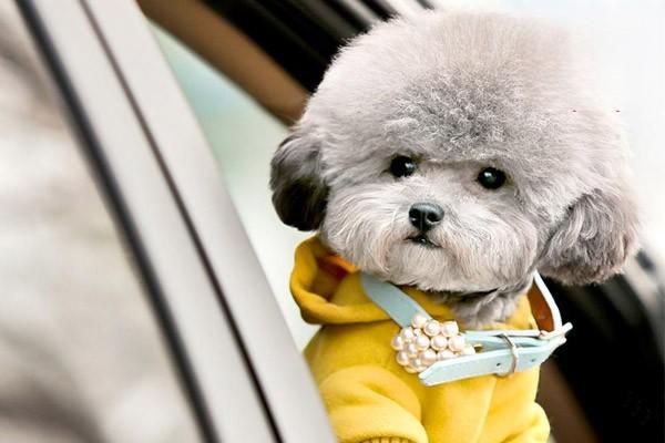 犬晕车症症状解析与应对指南｜宠物健康实用贴士