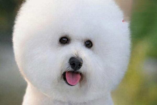 犬猫脑积水症状识别与治疗护理指南｜全面解析