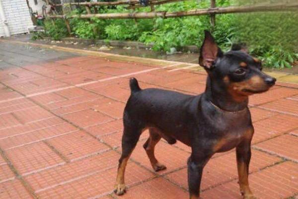 犬猫癫痫症状与治疗方法详解｜实用指南