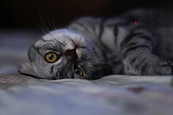 犬日射病和热射病防治指南｜狗狗中暑急救与治疗全攻略