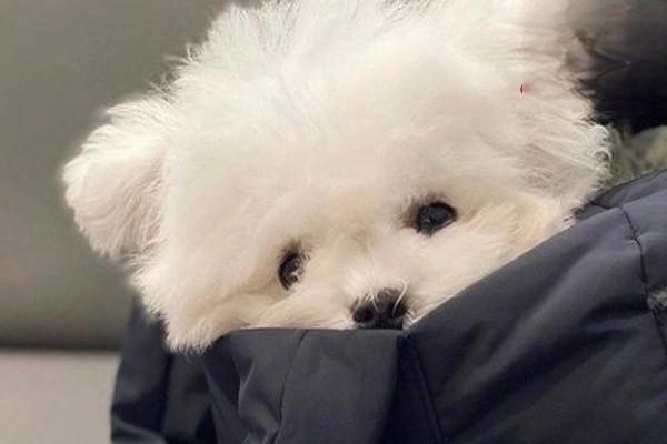 犬猫脑震荡及脑挫伤的症状识别与治疗方案｜实用指南