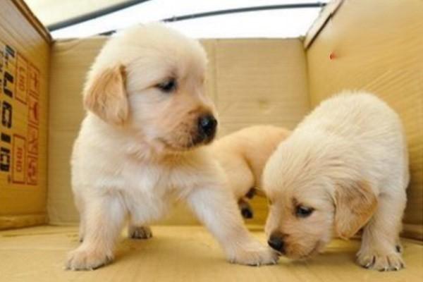 犬猫白血病症状诊断与治疗方案详解｜实用指南