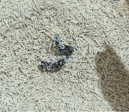 木薯豆腐混合猫砂测评｜结团效果与除臭性能实测