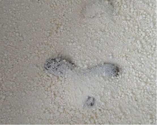 木薯猫砂真实评测：结团牢固但除臭一般的性价比之选｜使用指南