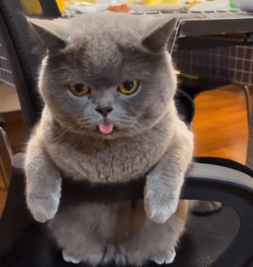 英短猫的15个缺点分析，为什么一般人难驾驭｜饲养指南