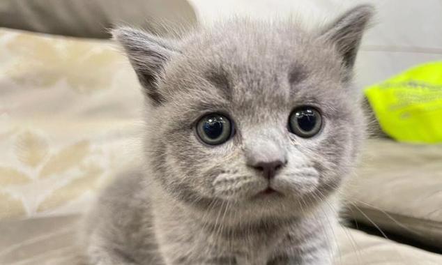 英短猫的15个缺点分析，为什么一般人难驾驭｜饲养指南