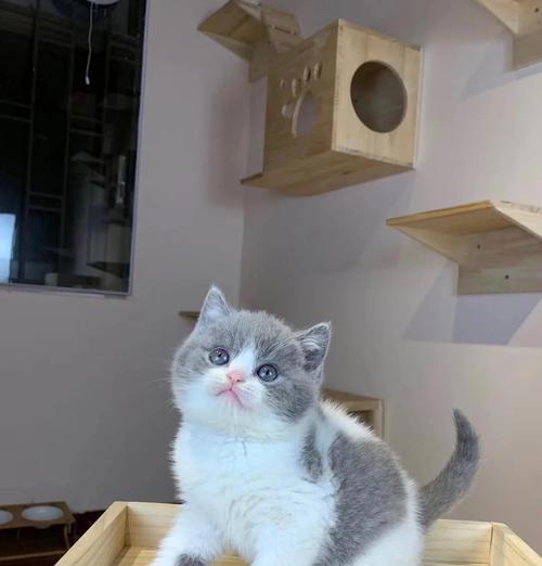 英短猫的15个缺点分析，为什么一般人难驾驭｜饲养指南