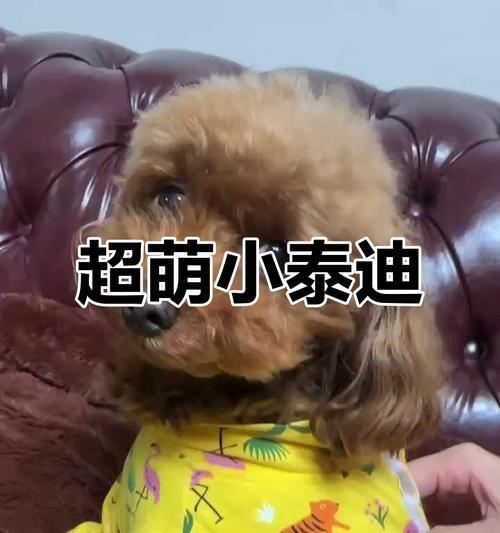 泰迪狗品种大全：从巨型到迷你探索15种独特类型｜全攻略