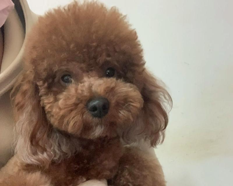 泰迪狗品种大全：从巨型到迷你探索15种独特类型｜全攻略