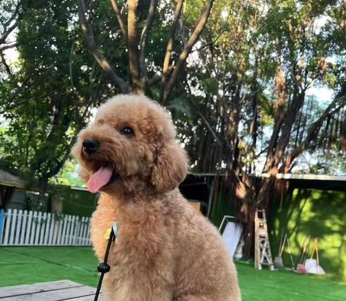 泰迪狗品种大全：从巨型到迷你探索15种独特类型｜全攻略