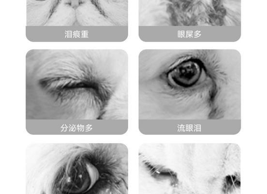 宠物眼药水保质期解析｜过期使用危害与正确保存指南