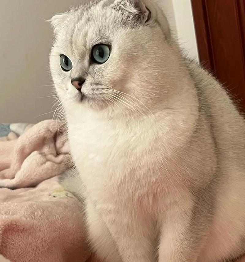 猫咪摔跤必翻身的秘密：天生反摔技能科学解析｜全攻略