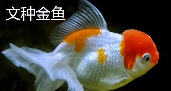 十大最美金鱼品种鉴赏：珍珠鳞蝶尾龙睛特色解析｜品种指南