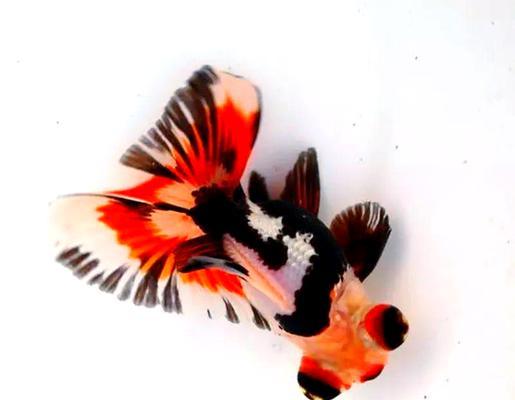 十大最美金鱼品种鉴赏：珍珠鳞蝶尾龙睛特色解析｜品种指南