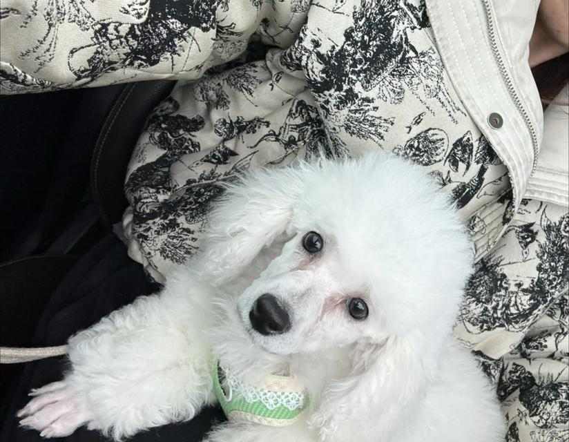 比熊犬泪痕去除方法大全｜实用解决指南