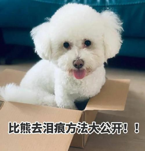 比熊犬泪痕去除方法大全｜实用解决指南
