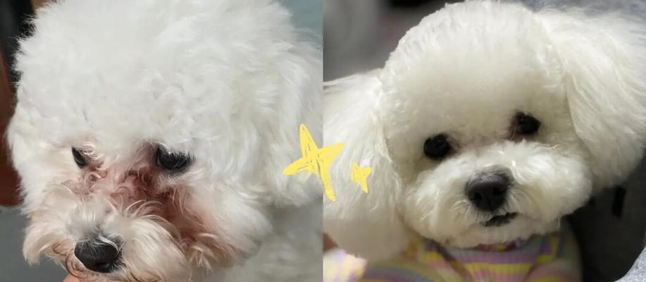 比熊犬泪痕去除方法大全｜实用解决指南
