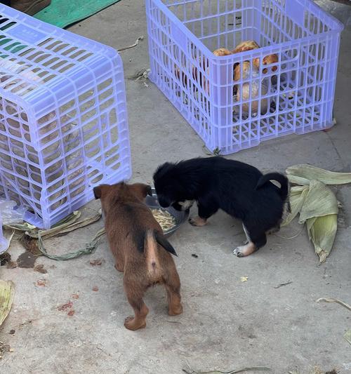 罗威纳犬与孩子相处的好处：培养责任感与增进亲情全指南