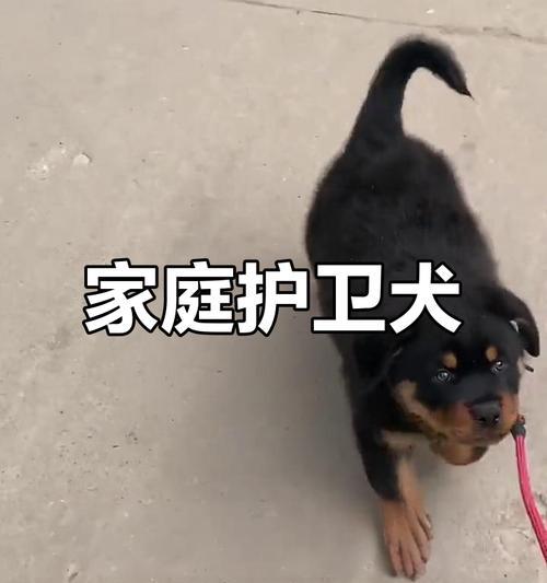 罗威纳犬与孩子相处的好处：培养责任感与增进亲情全指南