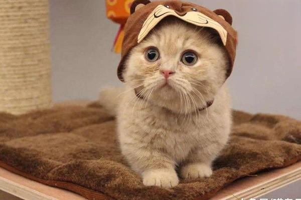 犬猫播散性血管内凝血症状识别与治疗方案全解析