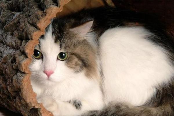 犬猫心包炎症状识别与综合治疗方案全解析