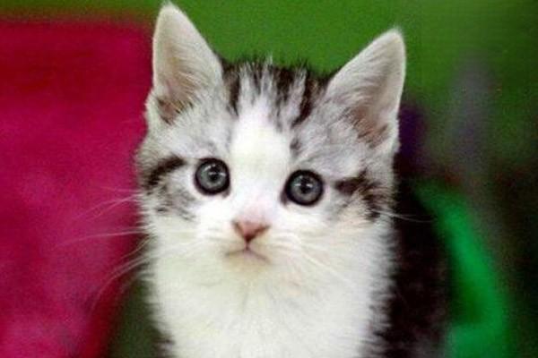 犬猫腔静脉综合征症状识别与治疗方法