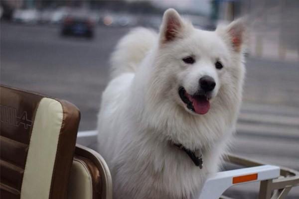 犬猫淋巴管炎淋巴结炎症状识别与综合治疗方案