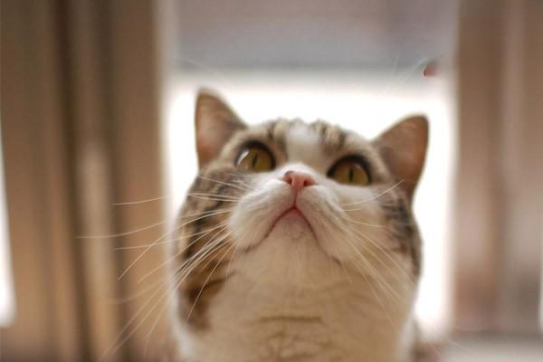 犬猫淋巴管炎淋巴结炎症状识别与综合治疗方案