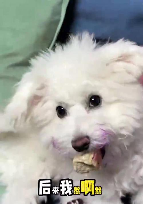 狗狗尴尬期持续多久及应对方法全解析