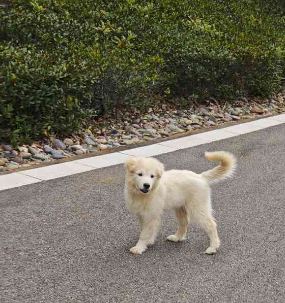 狗狗尴尬期持续多久及应对方法全解析