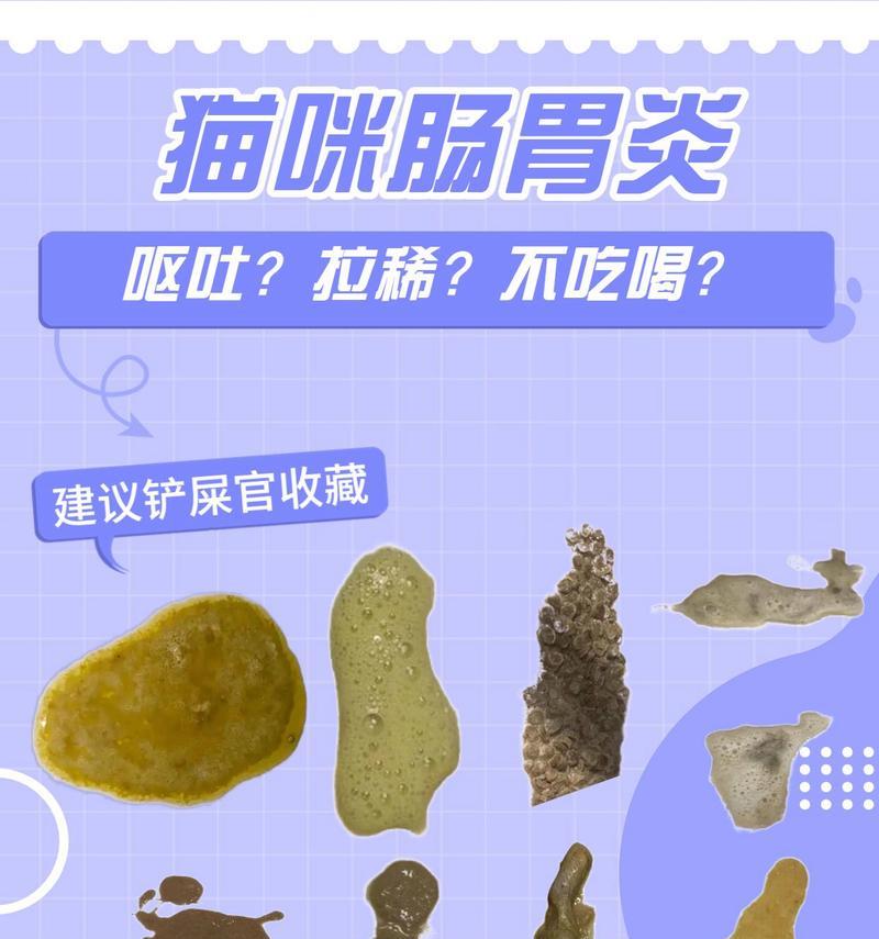 猫咪腹泻原因全解析：饮食肠胃问题及正确治疗方法