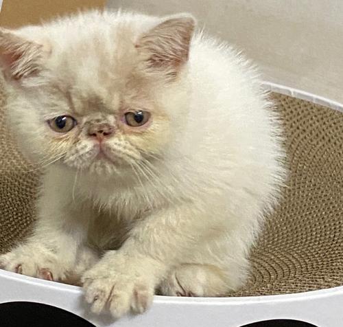 加菲猫的缺点与养护难题：深入了解养猫前必须知道的14个问题