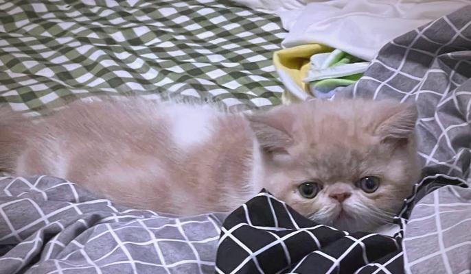 加菲猫的缺点与养护难题：深入了解养猫前必须知道的14个问题