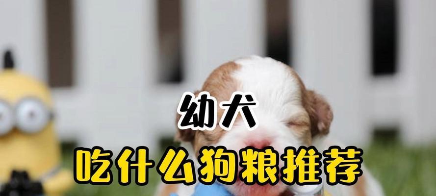 幼犬什么时候开始吃狗粮最合适，6-8周龄过渡期指南
