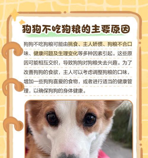 幼犬什么时候开始吃狗粮最合适，6-8周龄过渡期指南