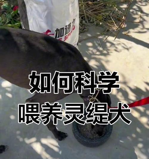 幼犬什么时候开始吃狗粮最合适，6-8周龄过渡期指南