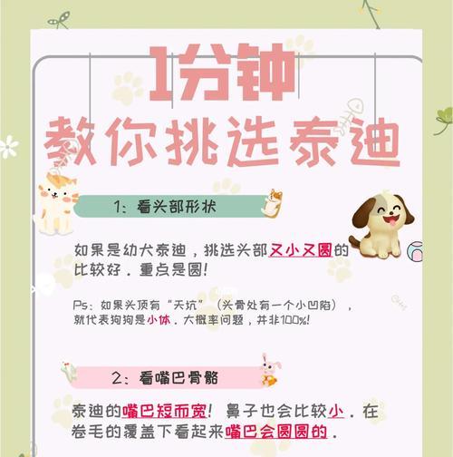 教育泰迪的15个有效方法，培养听话乖巧宠物狗