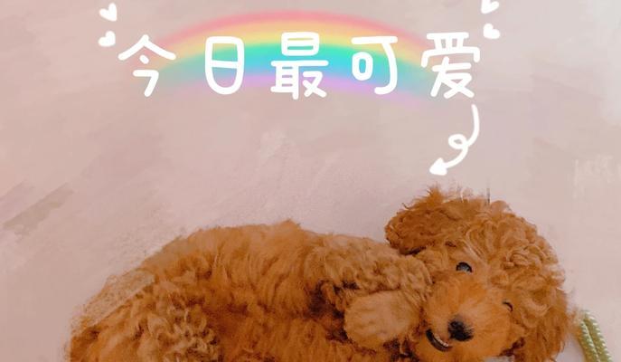 教育泰迪的15个有效方法，培养听话乖巧宠物狗