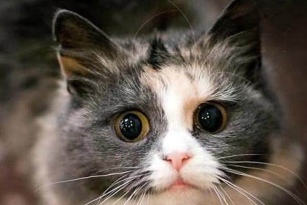 犬二尖瓣闭锁不全