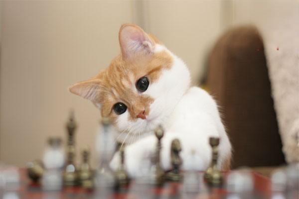 犬猫扩张性心肌病