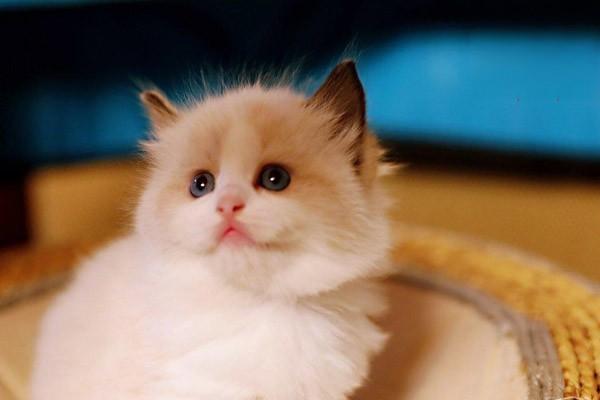 犬肥厚性心肌病