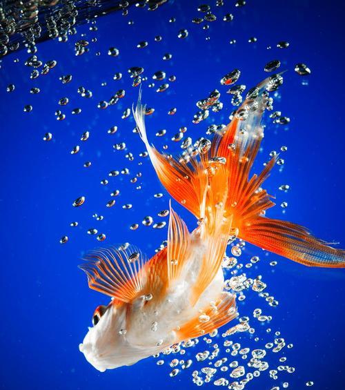 金鱼寿命有多长？影响金鱼寿命的关键因素及延长方法