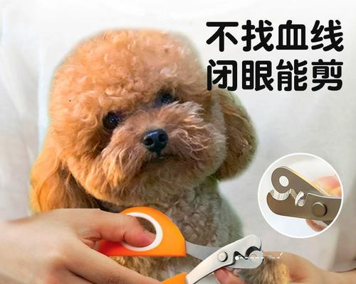 泰迪犬指甲修剪指南：最佳时间与安全方法详解