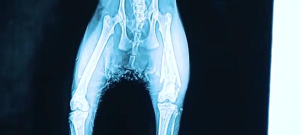 母猫如何寻找失去的小猫，找回需要多长时间